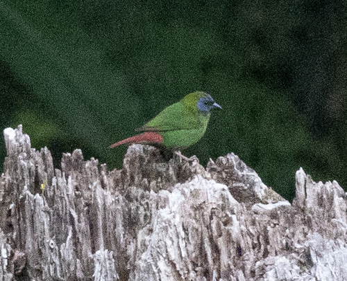Blue-faced Parrotfinch (Erythrura trichroa), photo 7