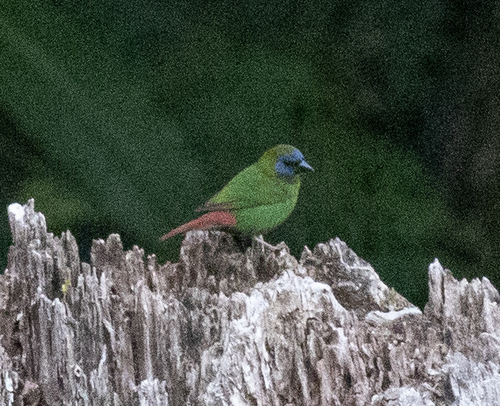 Blue-faced Parrotfinch (Erythrura trichroa), photo 8
