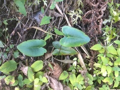 Mickelopteris cordata