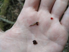 Trombidium holosericeum