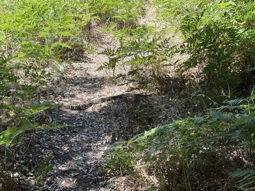 iNaturalist observation photo of Northern Pacific Rattlesnake