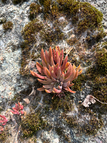 Orostachys japonica, 2026-07-22