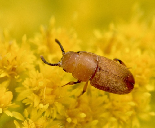 Antherophagus ochraceus photo 5