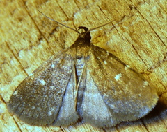 Idia julia