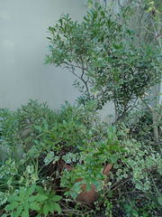 Buxus macowanii