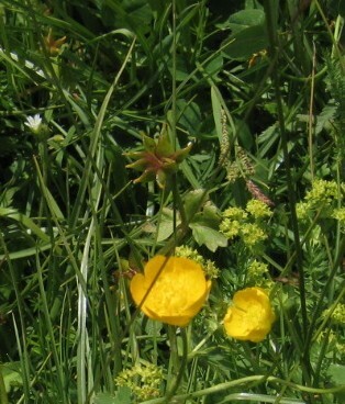 Trollius europaeus, 39048 Selva di Val Gardena BZ, Itália