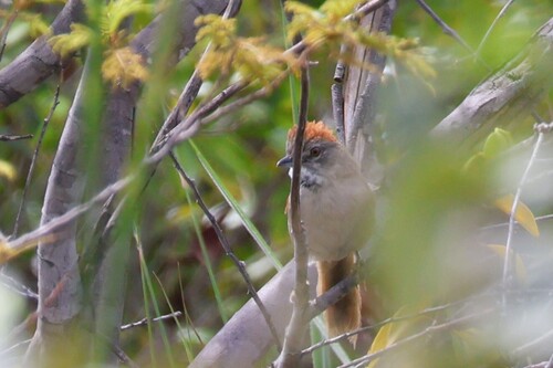 Pale-breasted Spinetail (Synallaxis albescens), photo 7