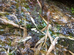 Utricularia striatula