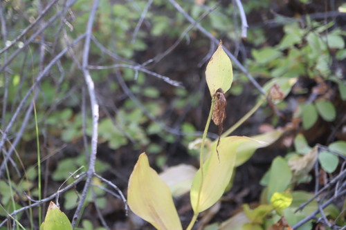 Cypripedium montanum, photograph 3
