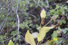 Cypripedium montanum, photograph (c) Henry "Nick" Robertson, some rights reserved (CC BY-SA)
