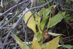 Cypripedium montanum, photograph (c) Henry "Nick" Robertson, some rights reserved (CC BY-SA)