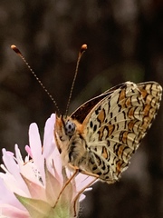 Melitaea ornata