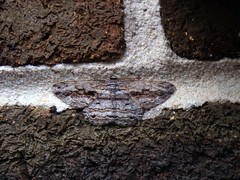 Scioglyptis chionomera