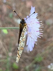 Melitaea ornata
