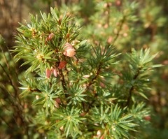 Brachyloma ericoides