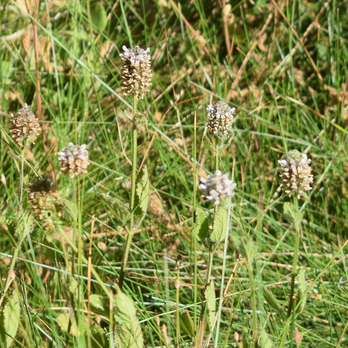 Stachys pycnantha, photograph 4
