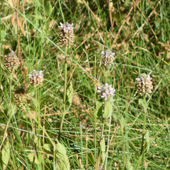Stachys pycnantha, photograph author not stated, no rights reserved