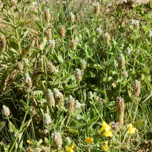 Stachys pycnantha, photograph 5