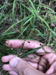 Fimbristylis thomsonii