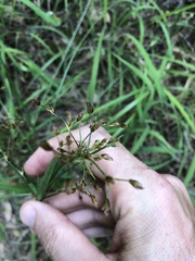 Fimbristylis thomsonii