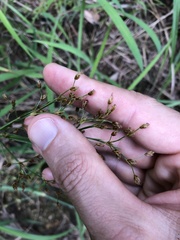 Fimbristylis thomsonii