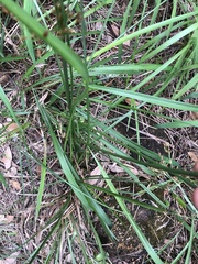 Fimbristylis thomsonii