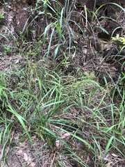 Fimbristylis thomsonii