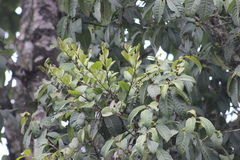 Antidaphne viscoidea