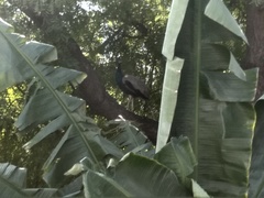 Pavo cristatus