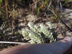 Gnidia imbricata