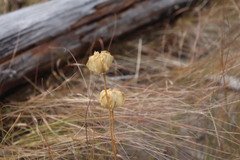 Fritillaria affinis