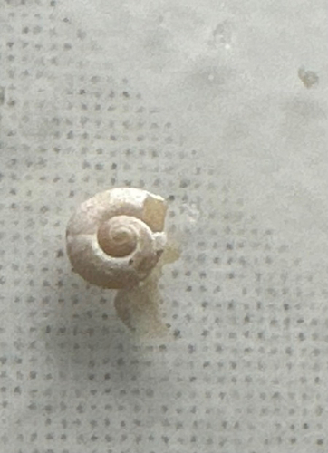 Margarites helicinus observed 2026-05-13
