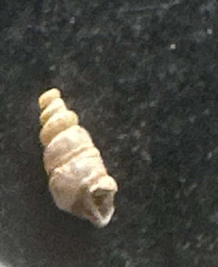 eroded turretsnail