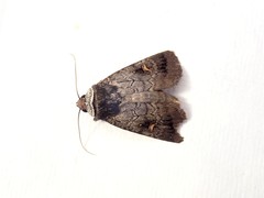 Proteuxoa restituta