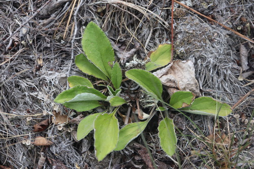 Antennaria racemosa, photograph 6