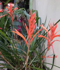 Pitcairnia ringens