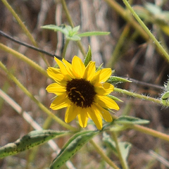 Helianthus exilis, photograph author not stated, no rights reserved