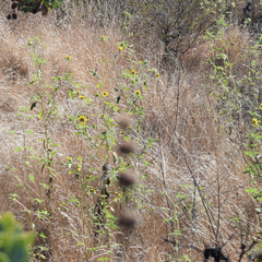 Helianthus exilis, photograph author not stated, no rights reserved