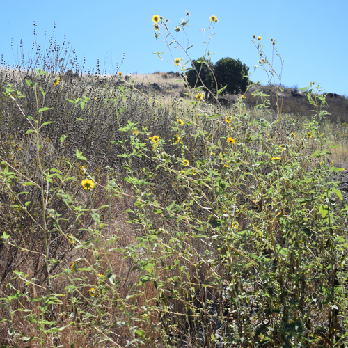 Helianthus exilis, photograph 4