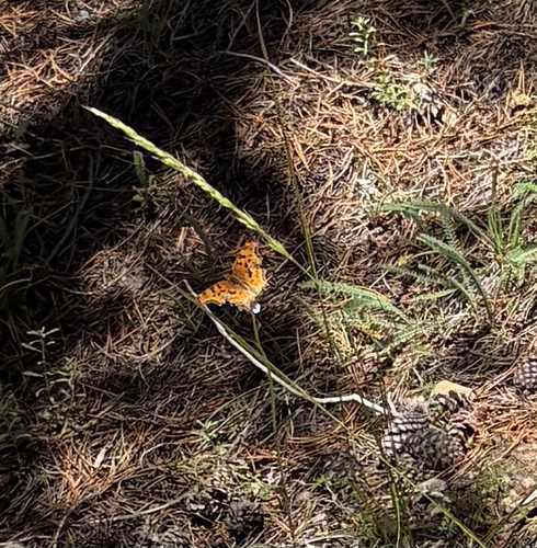 iNaturalist observation photo of Commas