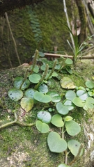 Peperomia serpens