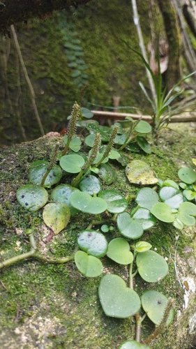 Peperomia serpens, photograph 2