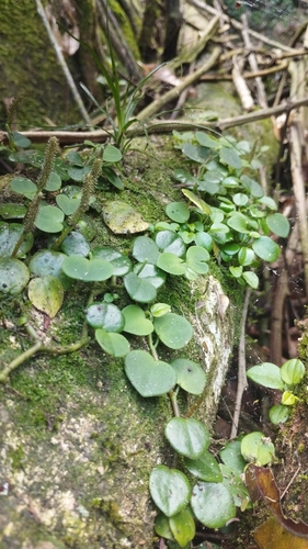 Peperomia serpens, photograph 3