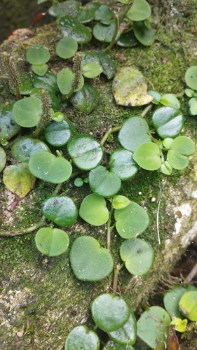 Peperomia serpens, photograph 4