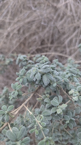 Zieria littoralis