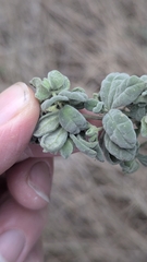 Zieria littoralis, photograph (c) Jacob Moore, some rights reserved (CC BY)