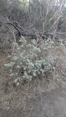 Zieria littoralis, photograph (c) Jacob Moore, some rights reserved (CC BY)