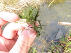 Ceratophyllum submersum