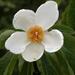 Franklinia alatamaha - Photo (c) scott.zona, μερικά δικαιώματα διατηρούνται (CC BY)