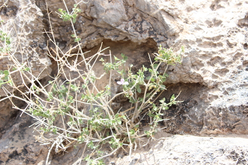 Ruellia parryi